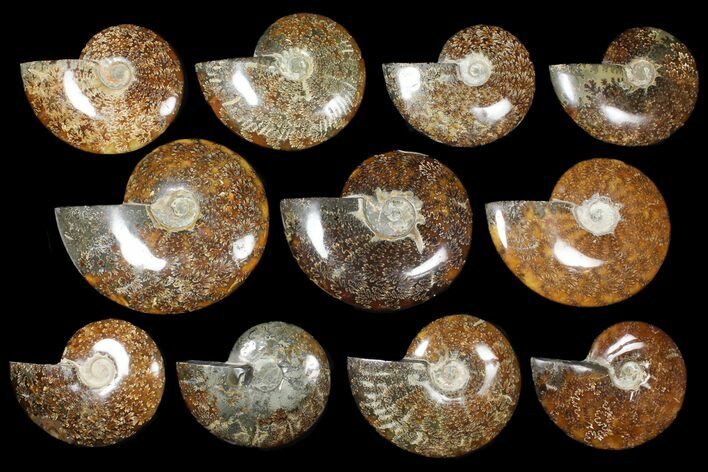Lot: 5 - 7" Whole Polished Ammonite Fossils - 15 Pieces